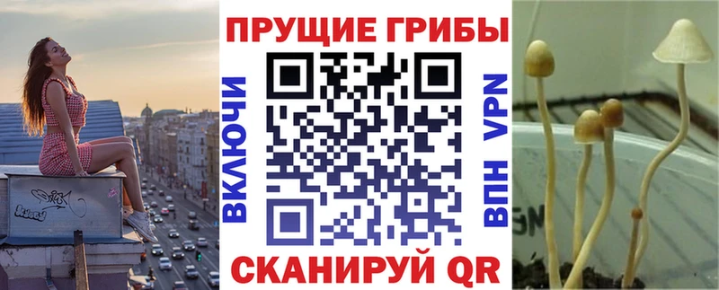 купить наркотик  Дмитров  Галлюциногенные грибы MAGIC MUSHROOMS 