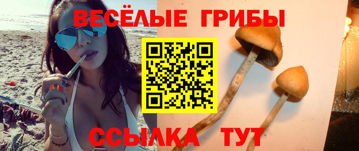 Галлюциногенные грибы Psilocybine cubensis Дмитров